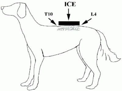 использование льда при приступе - epilepsy_ice_treatment.gif