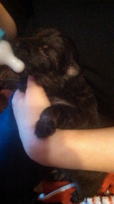 Марсик - IMG_20151011_172811_993.jpg